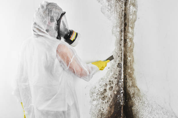 Best Industrial Mold Remediation in Rogers, TX