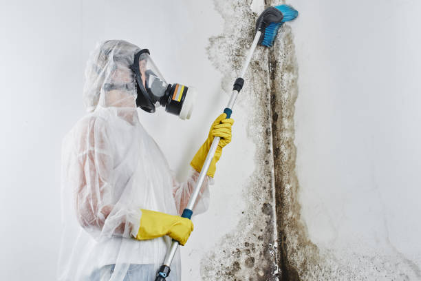 Best Black Mold Remediation in Rogers, TX
