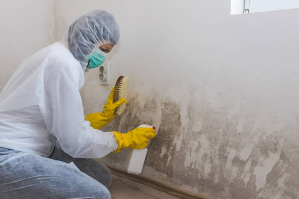 Best Basement Mold Remediation in Rogers, TX