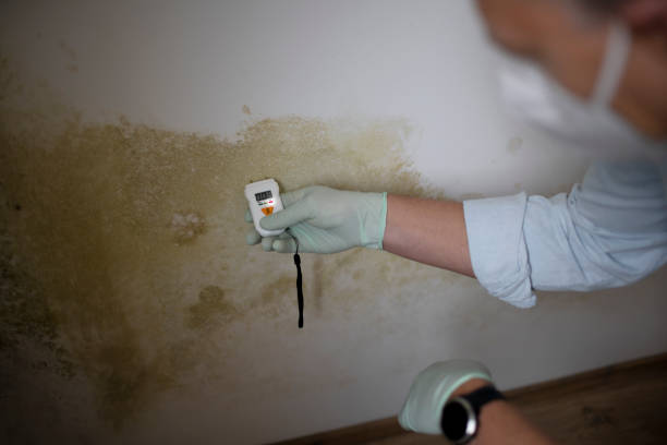 Best Mold Remediation for Schools in Rogers, TX