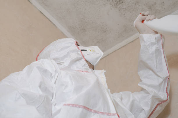 Best DIY Mold Remediation Support Services in Rogers, TX