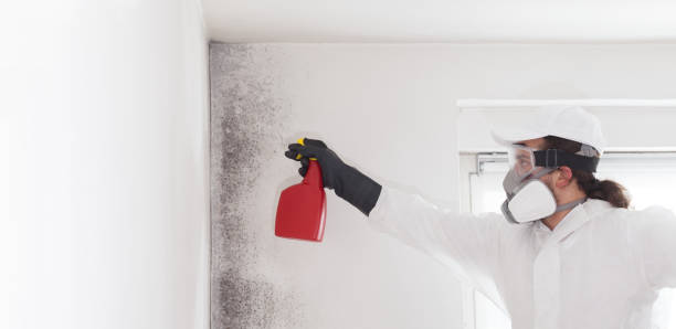 Trusted Rogers, TX Mold Remediation Experts