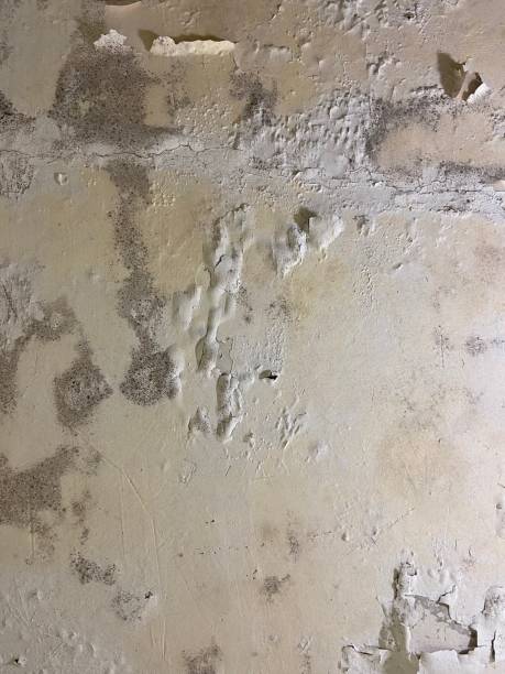 Best Basement Mold Remediation in Rogers, TX
