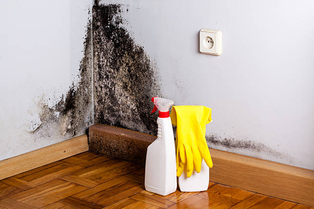 Best Health and Safety Mold Remediation in Rogers, TX