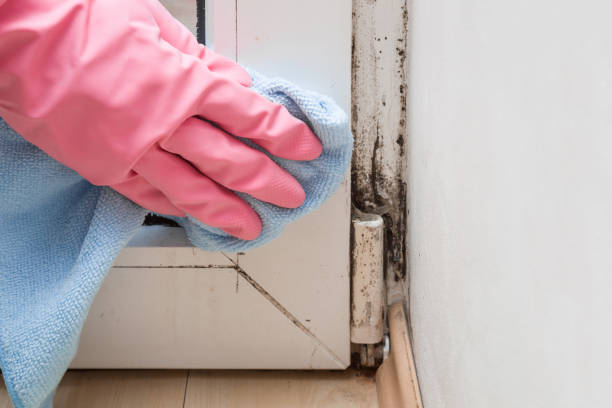 Best Localized Mold Remediation (e.g., coastal areas, humid climates) in Rogers, TX