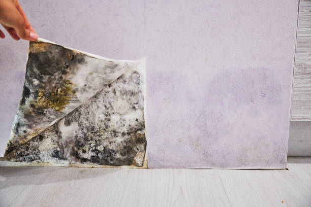 Best Preventive Mold Services in Rogers, TX
